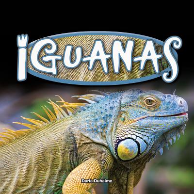 Iguanas IGUANAS （Reptiles!） 