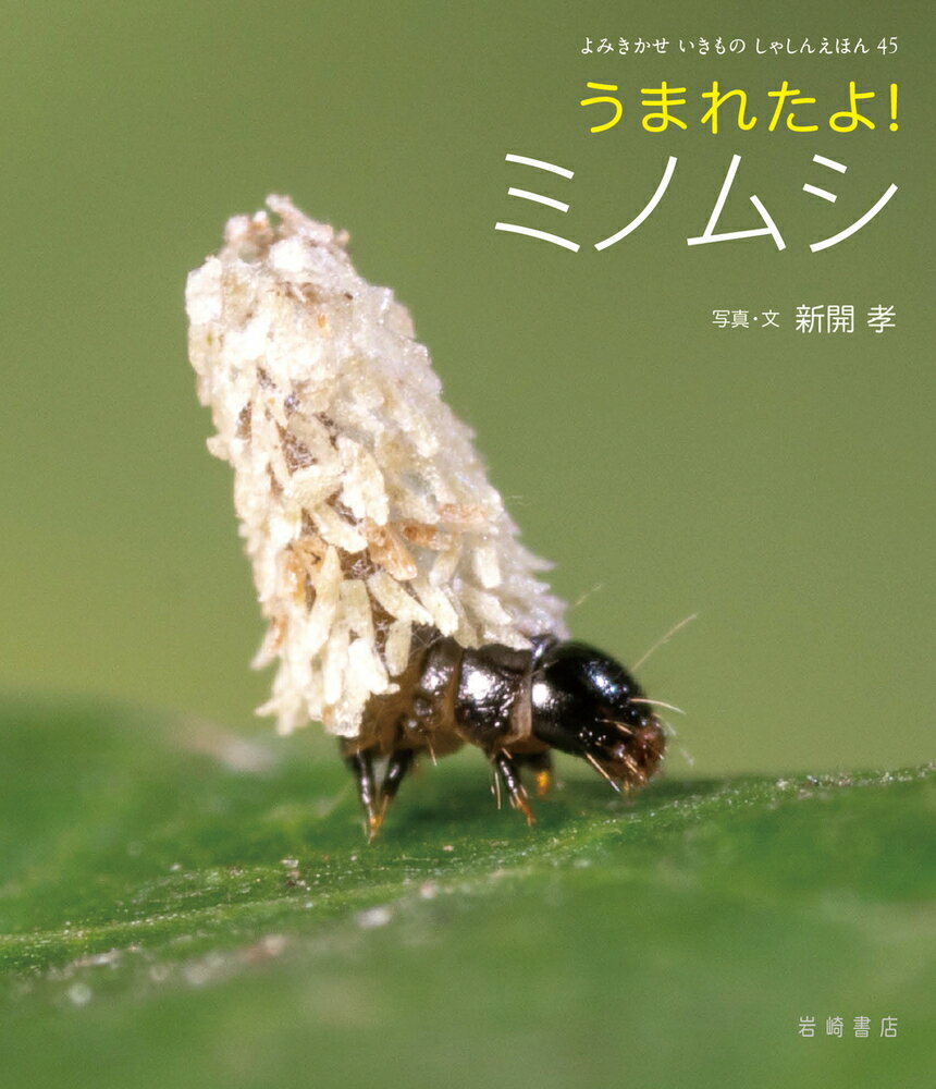 うまれたよ！　ミノムシ （よみきかせ　いきものしゃしんえほん） [ 新開　孝 ]のサムネイル
