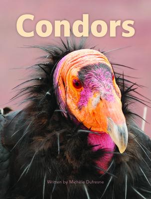 Condors CONDORS （Infocodables Diamond Set 1） 