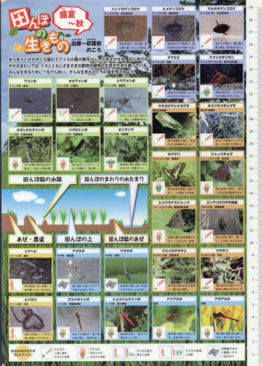 田んぼの生きもの調査下敷き＆ガイド　盛夏～秋編 [ 富田一郎 ]