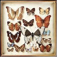 【輸入盤】 Rarities