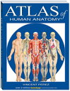 ŷ֥å㤨Atlas of Human Anatomy ATLAS OF HUMAN ANATOMY [ Vincent Perez ]פβǤʤ3,960ߤˤʤޤ