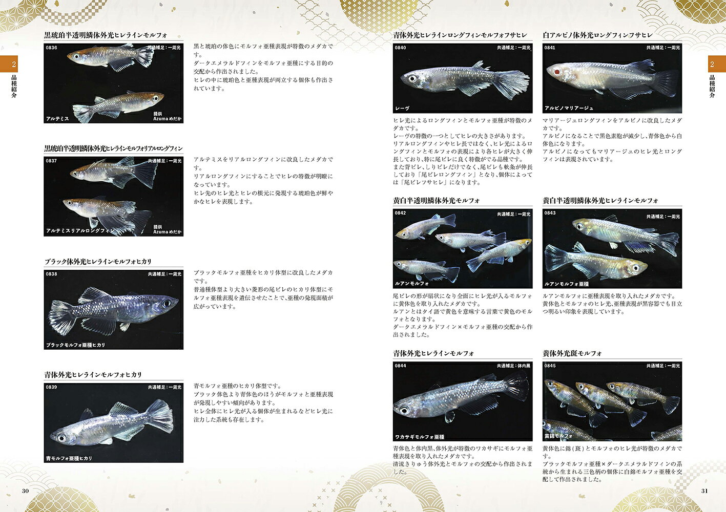 楽天ブックスの改良メダカ大図鑑 100年メダカ（2023 Vol.20） [ めだかの館 ]｜アングル2