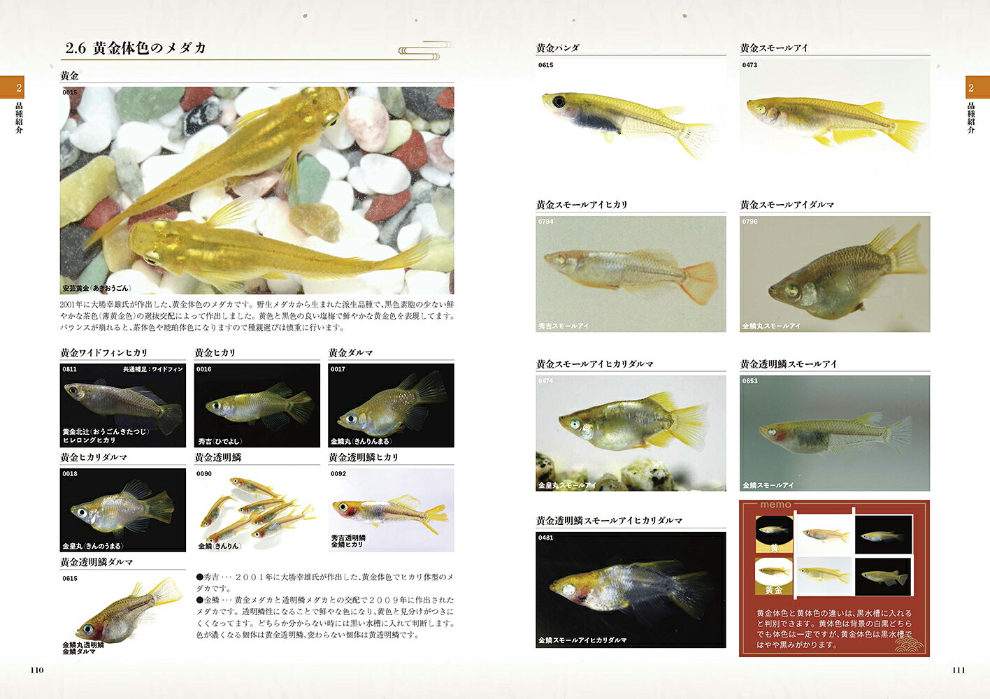 楽天ブックスの改良メダカ大図鑑 100年メダカ（2023 Vol.20） [ めだかの館 ]｜アングル3