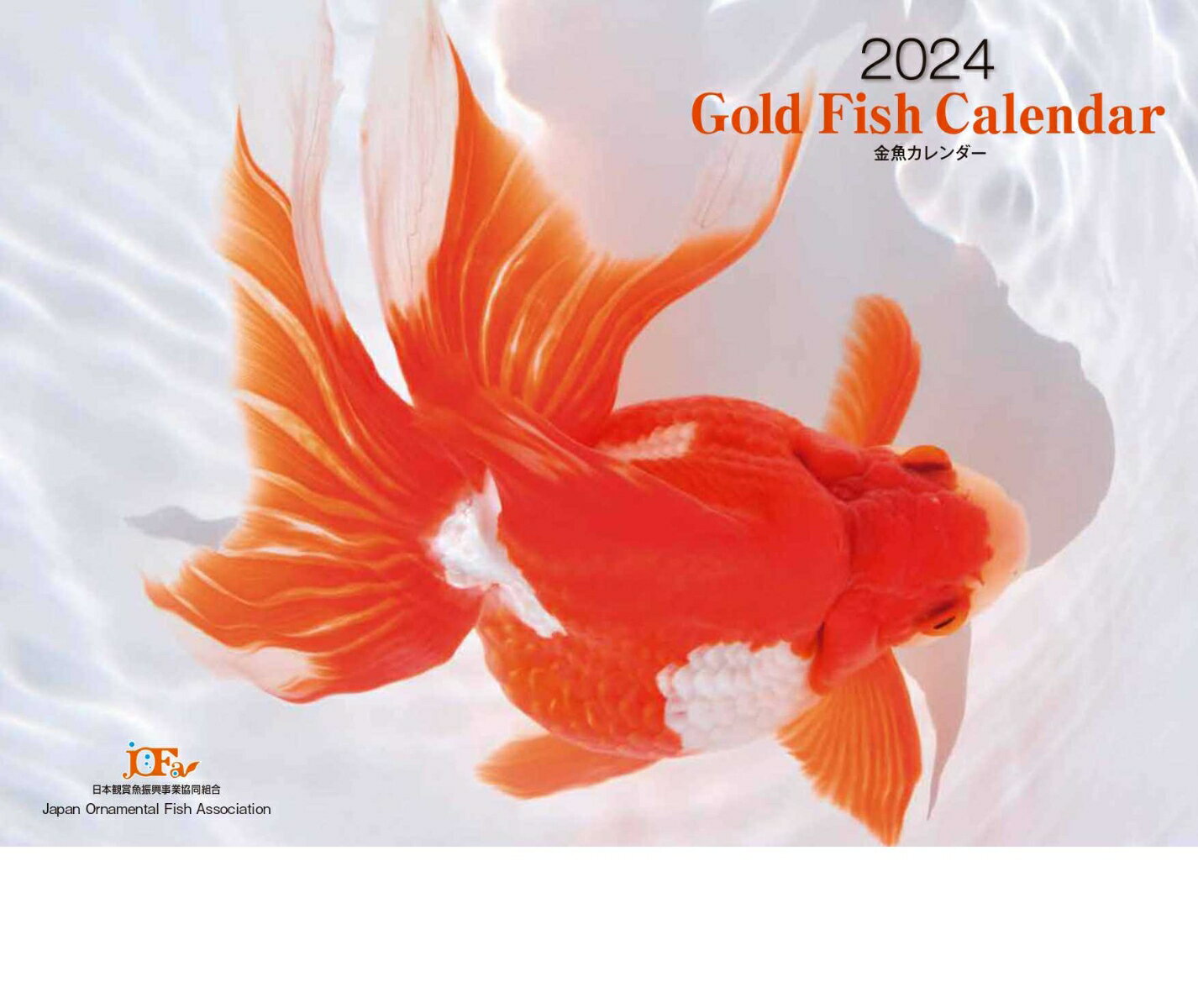 Gold Fish 金魚カレンダー 2024 （月めくり・壁掛け）