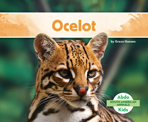 Ocelot OCELOT （South American Animals (Ak)） [ Grace Hansen ]