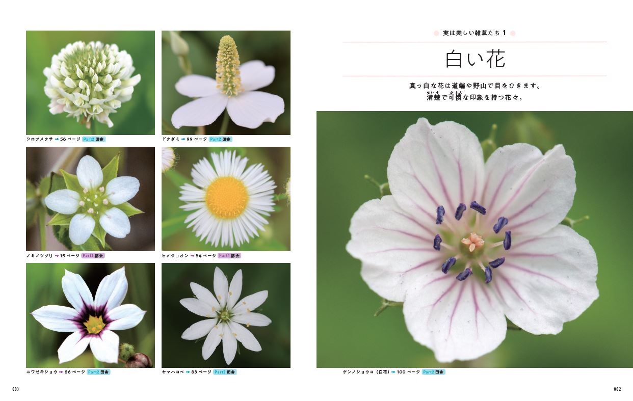 四季の雑草図鑑 いつもの散歩が楽しくなる （TJMOOK） [ 稲垣 栄洋 ] book-20955045 楽天ブックス サンプル画像3