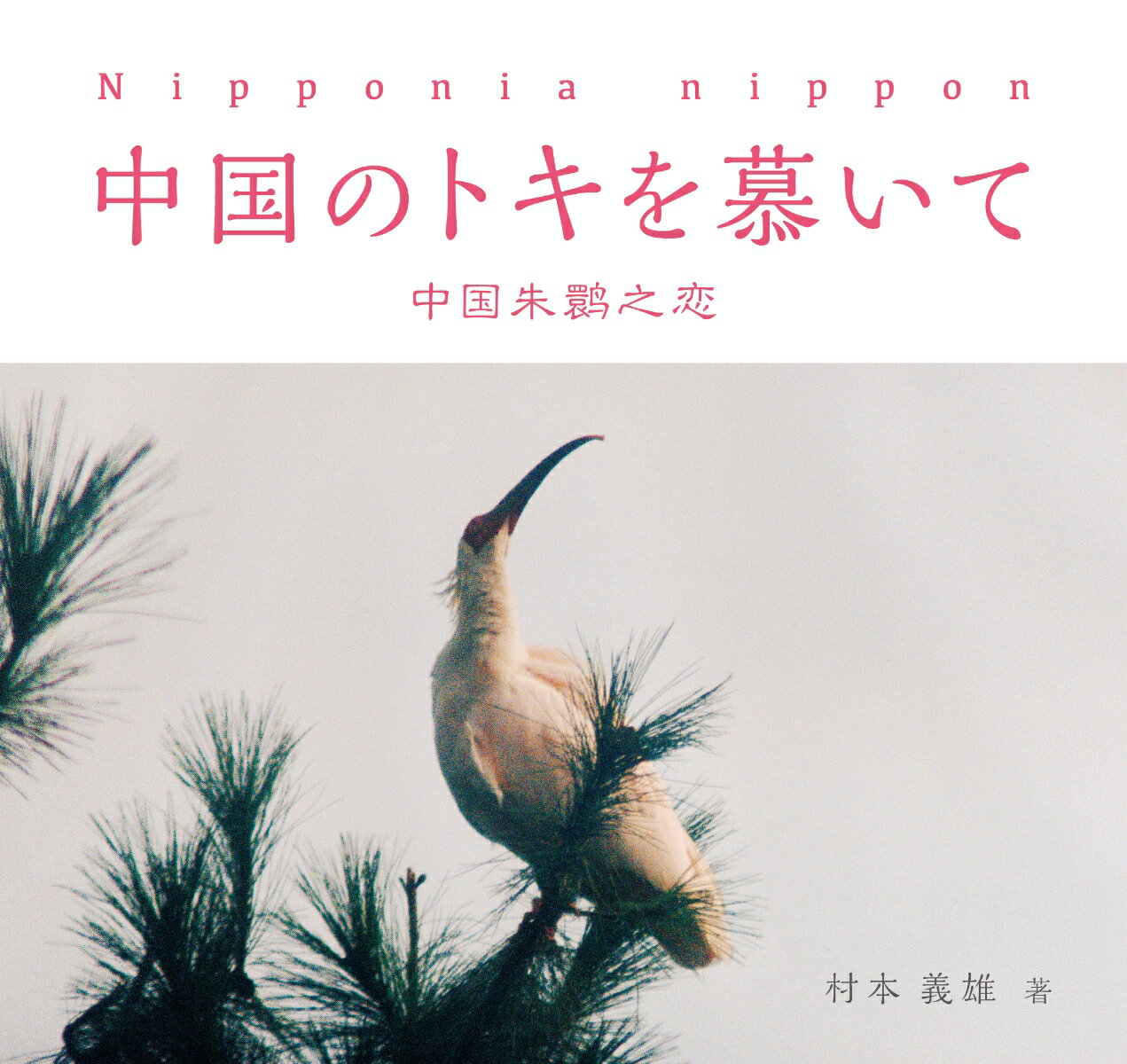 中国のトキを慕いて 中国朱鹮之恋 [ 村本　義雄 ]