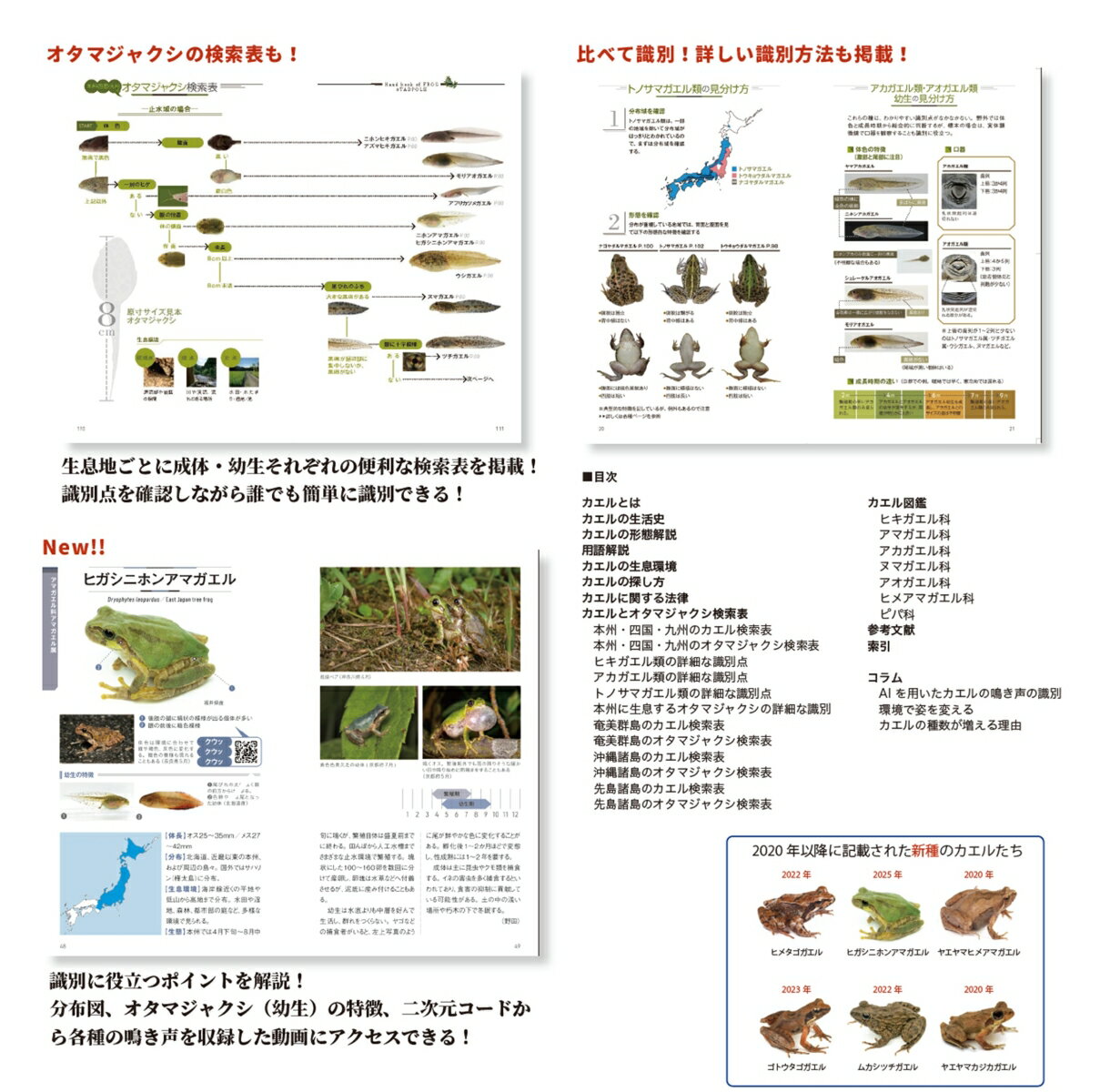カエルとオタマジャクシハンドブック [ 野田叡寛 ] 3