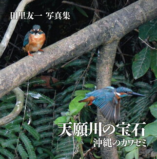 天願川の宝石 沖縄のカワセミの表紙