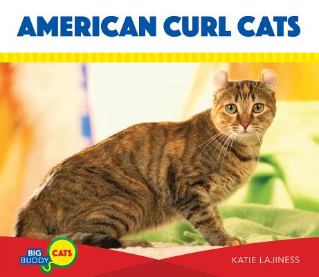 American Curl Cats AMER CURL CATS Big Buddy Cats [ Katie Lajiness ]
