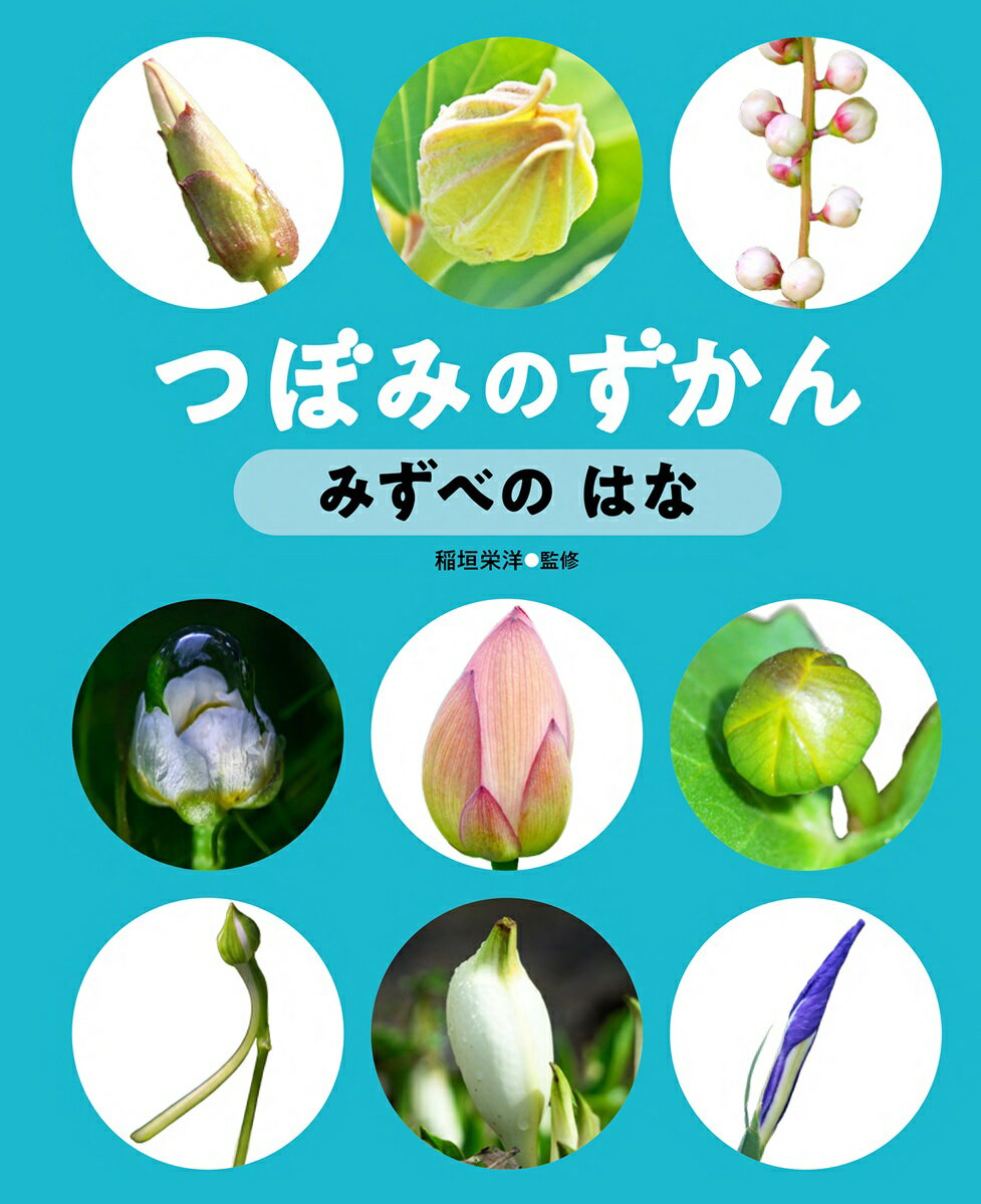 花びらが何枚も重なったハスのつぼみ、つんと先がとがったカキツバタのつぼみ、ブドウのように丸いつぼみがたくさんついたサガリバナのつぼみなど、川や海などの水辺に咲く花を紹介。学校のまわりや野山に咲く花とは少し異なる特徴の花を掲載しています。