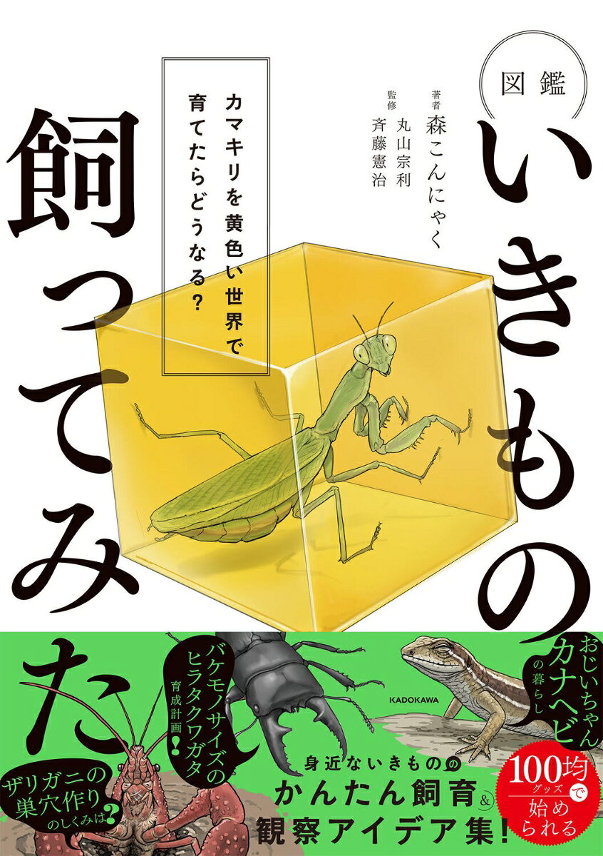 図鑑いきもの飼ってみた カマキリを黄色い世界で育てたらどうなる？