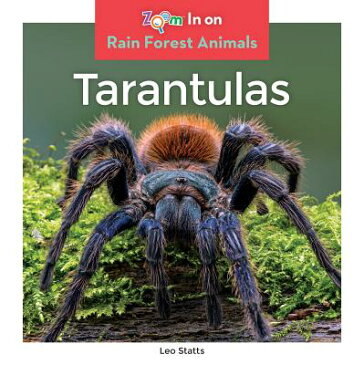 Tarantulas TARANTULAS （Rain Forest Animals） [ Leo Statts ]