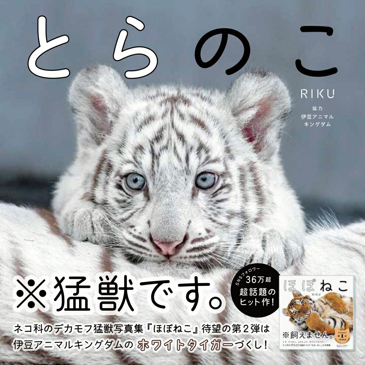 とらのこ