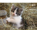 岩合光昭 こねこ週めくりカレンダー