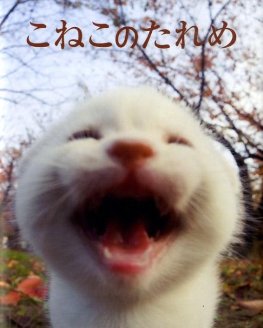 こねこのたれめ