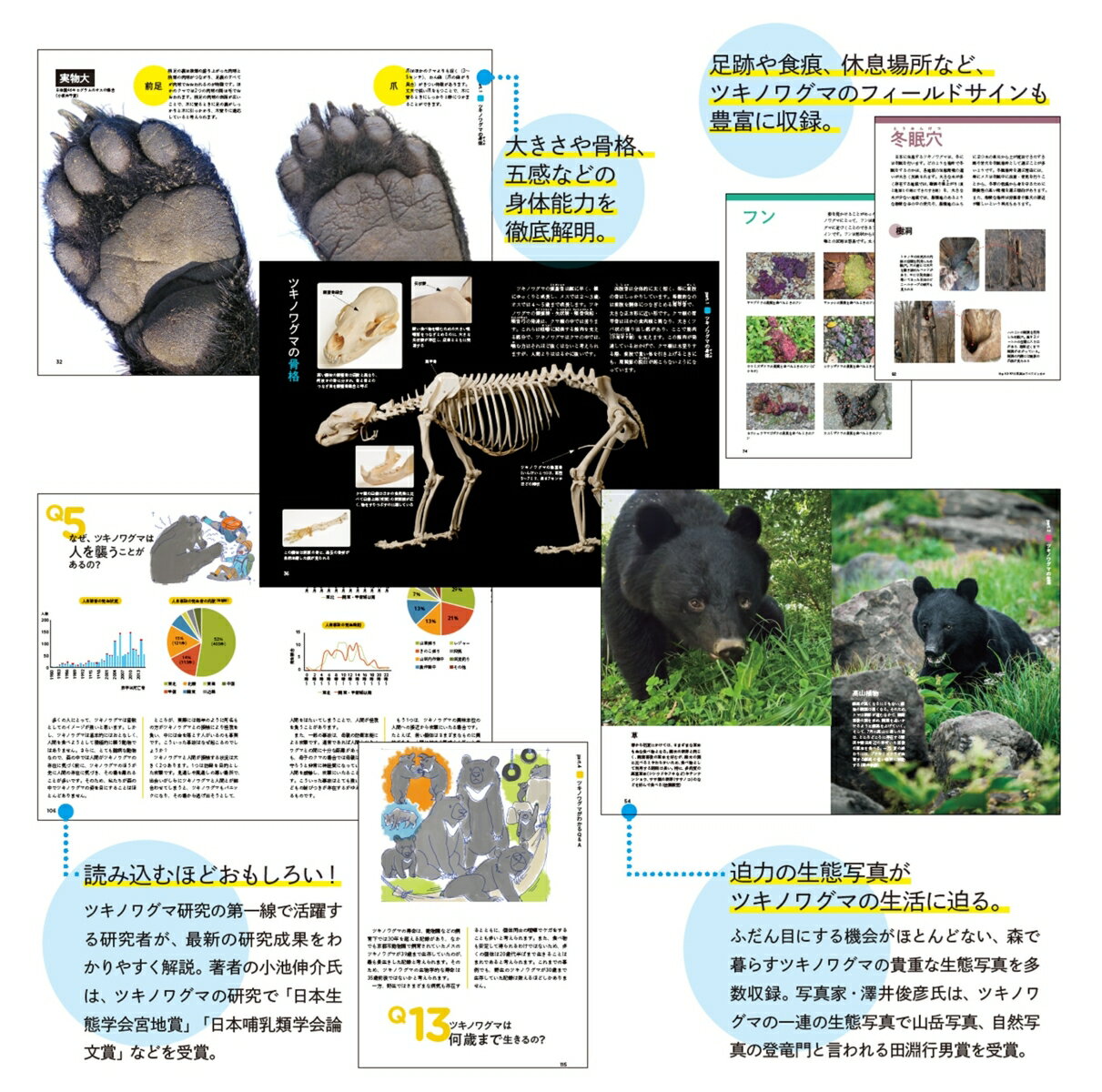 ツキノワグマのすべて 森と生きる。 [ 小池伸介 ] 2