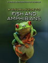 A Visual Guide to Fish and Amphibians VISUAL GT FISH AMPHIBIANS （Visual Exploration of Science） Editorial Staff