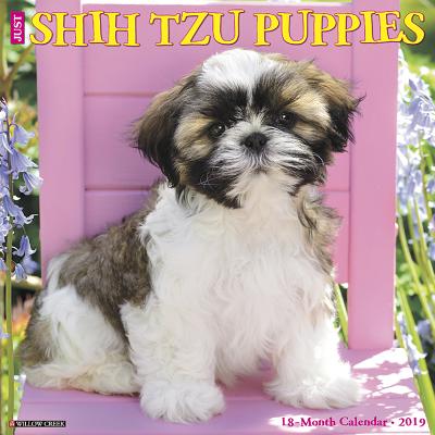 Just Shih Tzu Puppies 2019 Wall Calendar (Dog Breed Calendar) 2019 JUST SHIH TZU PUPPIES WAL [ Willow Creek Press ]