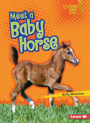 Meet a Baby Horse MEET A BABY HORSE （Lightning Bolt Books (R) -- Baby Farm Animals） [ Buffy Silverman ]