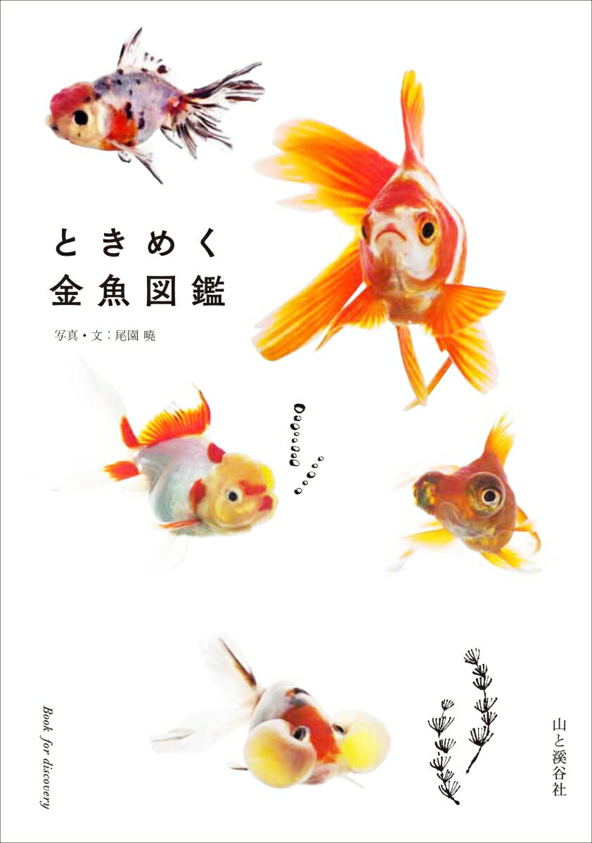 楽天市場】本 金魚の通販 楽天市場】本 金魚の通販