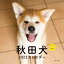 2023年カレンダー 秋田犬