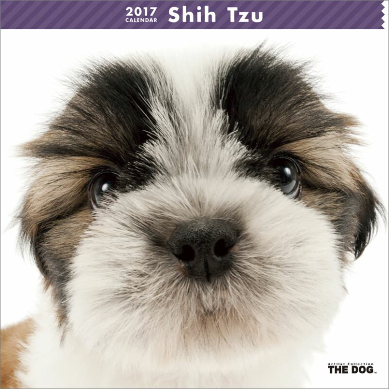 シー・ズー 2017年 カレンダー