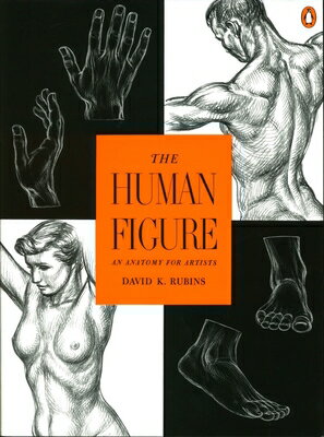 The Human Figure: An Anatomy for Artists HUMAN FIGURE David K. Rubins