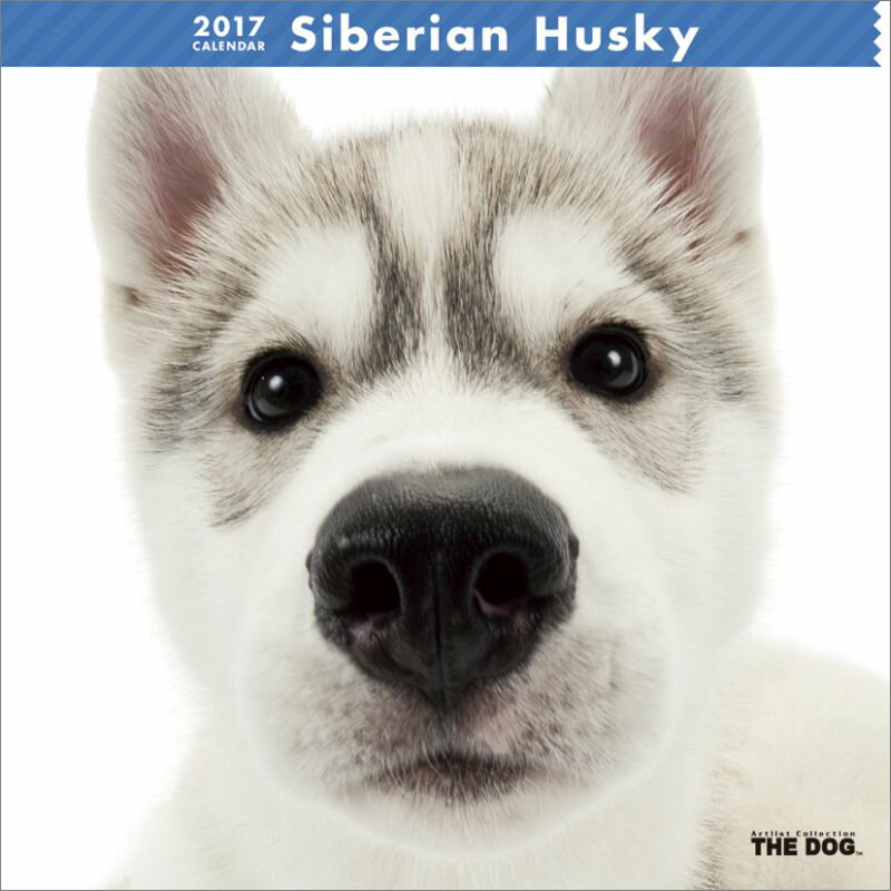 シベリアン・ハスキー 2017年 カレンダー