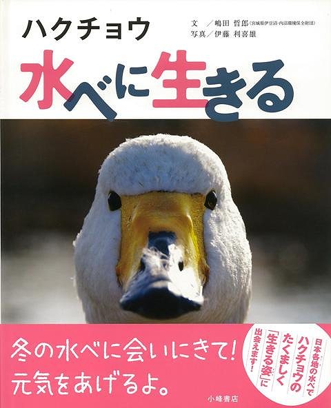 毎年秋になると、ロシア北東部から海を渡って日本にやってくるハクチョウ。春まで、沼や湖などの水辺でくらすハクチョウを見守り観察を続ける著者が、冬の間のハクチョウのくらし、人とのかかわりを紹介します。