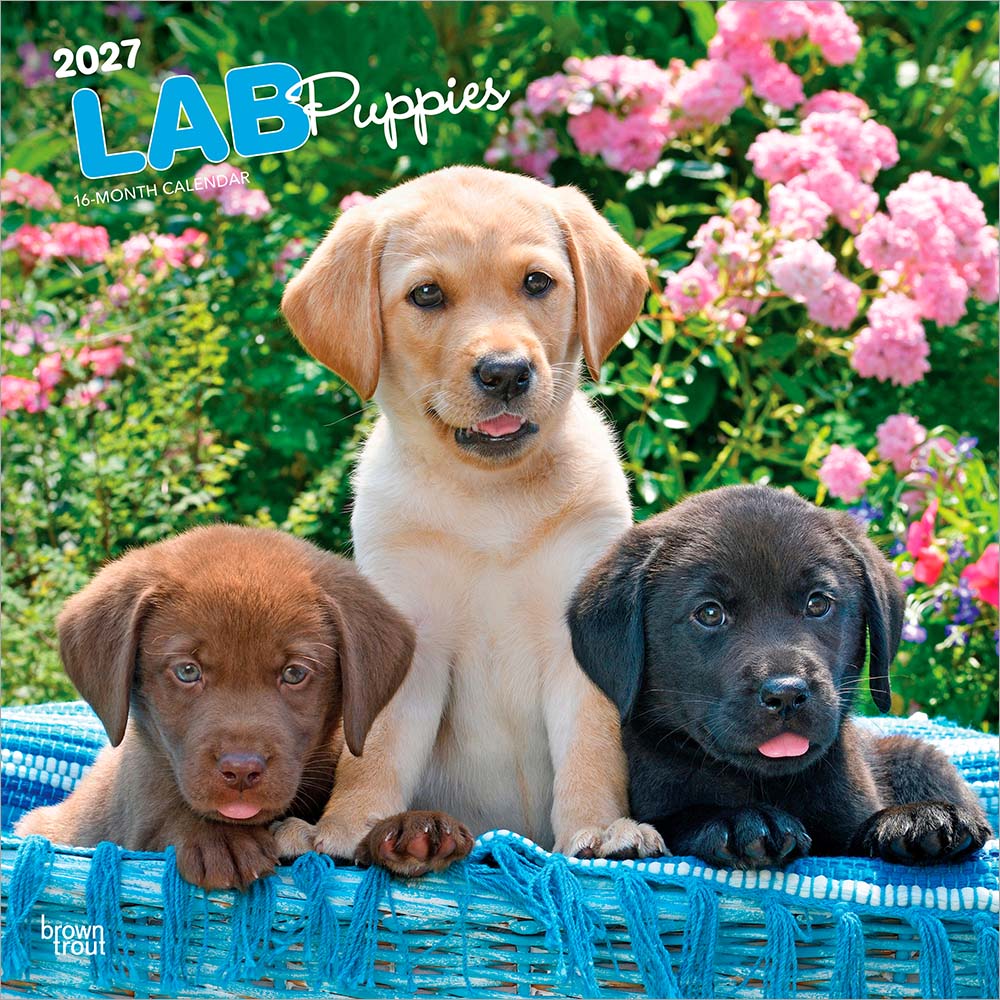 2027年版アメリカ・ブラウントラウト(BrownTrout)社製、子犬のラブラドール・レトリバーをテーマにした輸入壁掛けカレンダーです。
黒・チョコ・イエローなど、ラブラドール・レトリバーの子犬たちの無邪気な表情や元気な姿を毎月楽しめます。
ラブラドール好き、子犬好きの方へのギフトにもおすすめ。毎月ほっとする可愛さを届けてくれます。
開いたサイズは61×30.5cm。予定を書き込みやすい月別レイアウトで、実用性と鑑賞性を兼ね備えています。海外仕様のため日本の祝日名は掲載されていません。