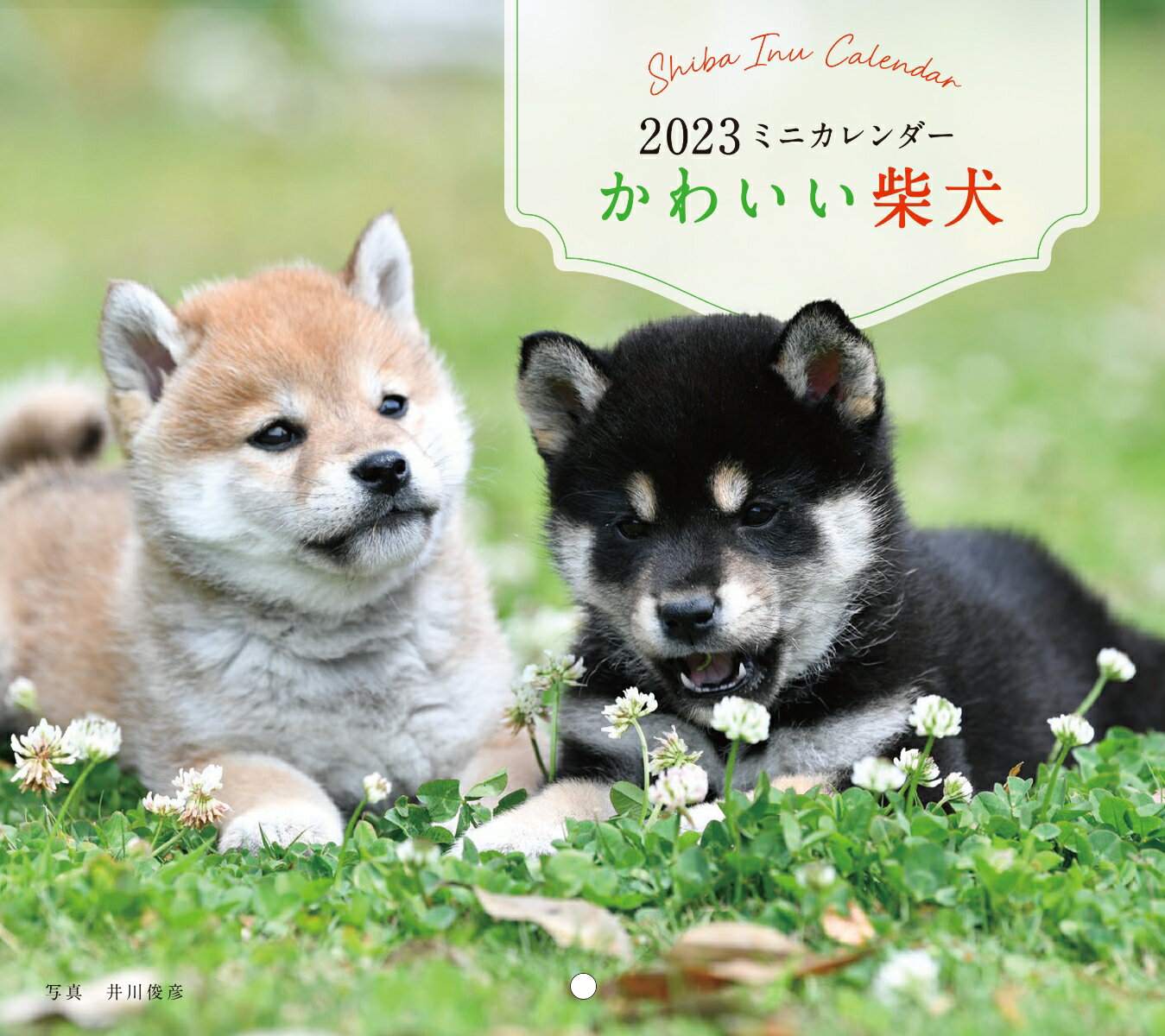 2023年カレンダー かわいい柴犬