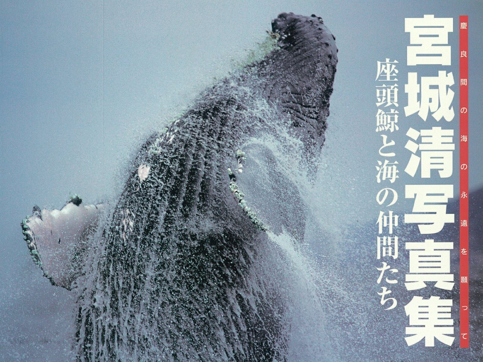沖縄慶良間の海に展開するザトウクジラを撮り続けて20年慶良間の海で育ったカメラマン宮城清が集大成として上梓する渾身の一冊。
CHAPTER 1　宮城清が遭った鯨たち　
　　　　　　神からの使者・躍動
CHAPTER2　宮城清が水中で遭った鯨たち
　　　　　　神秘・静謐・Friendly
CHAPTER3　明日への英気を養う鯨たちの夕暮れ
　　　　　　希望・幸福・充実
CHAPTER4　ホエールウォッチングの楽しみ
　　　　　　求愛・威嚇・友好
CHAPTER5　座間味の海のトロピカルな仲間たち
　　　　　　可憐・絢爛・荘厳
CHAPTER6　宮城清がアラスカの鯨たちに遭った
　　　　　　座間味での再会を約束して
CHAPTER7　慶良間の海の永遠を願って
