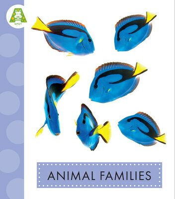Animal Families ANIMAL FAMILIES （Spot Best Ever Animals） [ Anastasia Suen ]