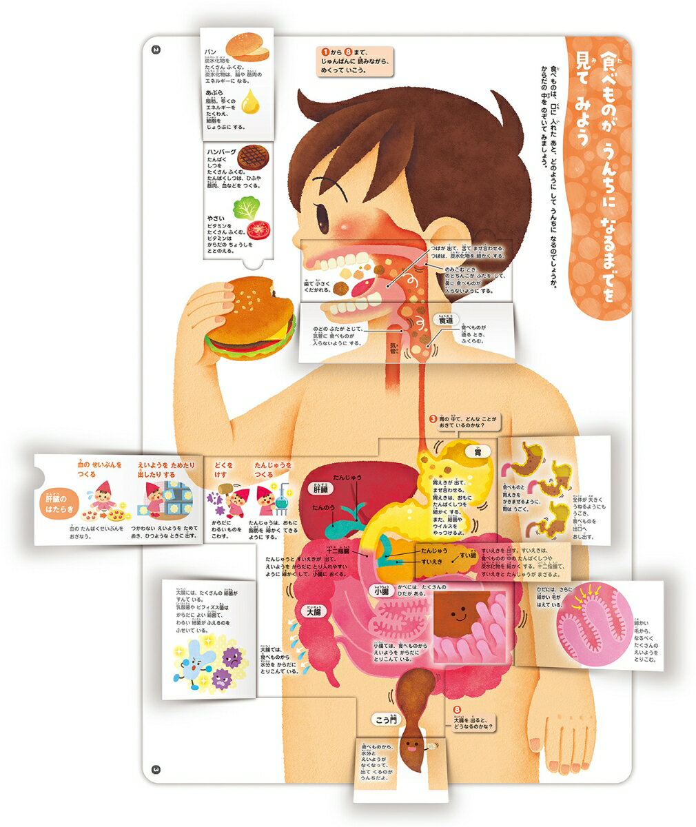 からだのしくみ図鑑 （めくって学べる） [ 阿部和厚 ] 2