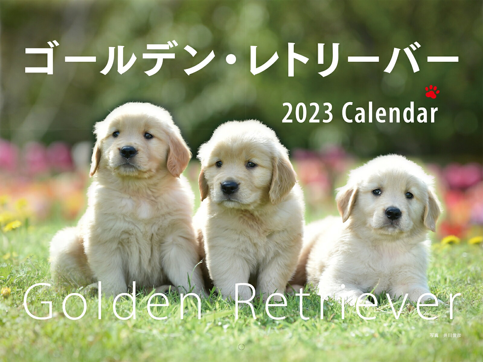 2023年カレンダー ワイド判 ゴールデン・レトリーバー