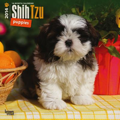 Shih Tzu Puppies Calendar CAL 2014-SHIH TZU PUPPIES [ Inc Browntrout Publishers ]