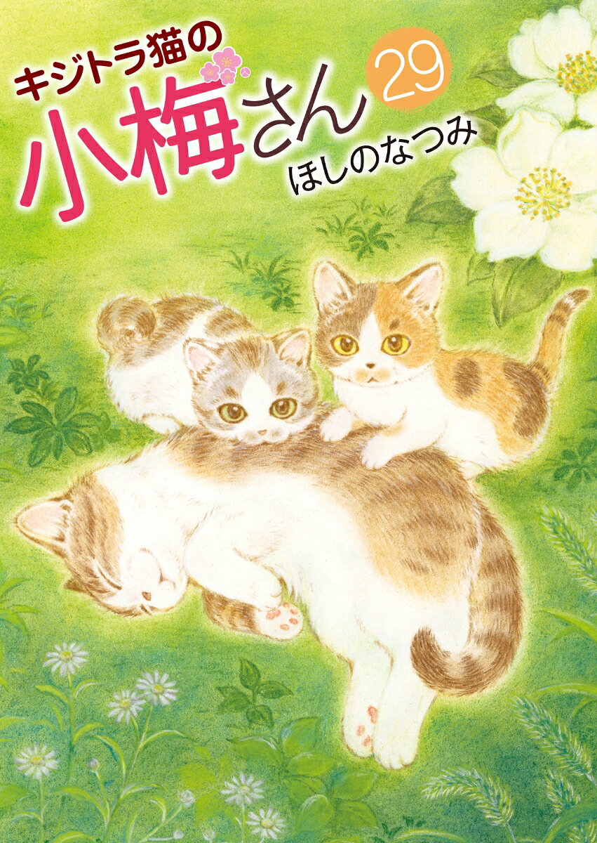 キジトラ猫の小梅さん 29