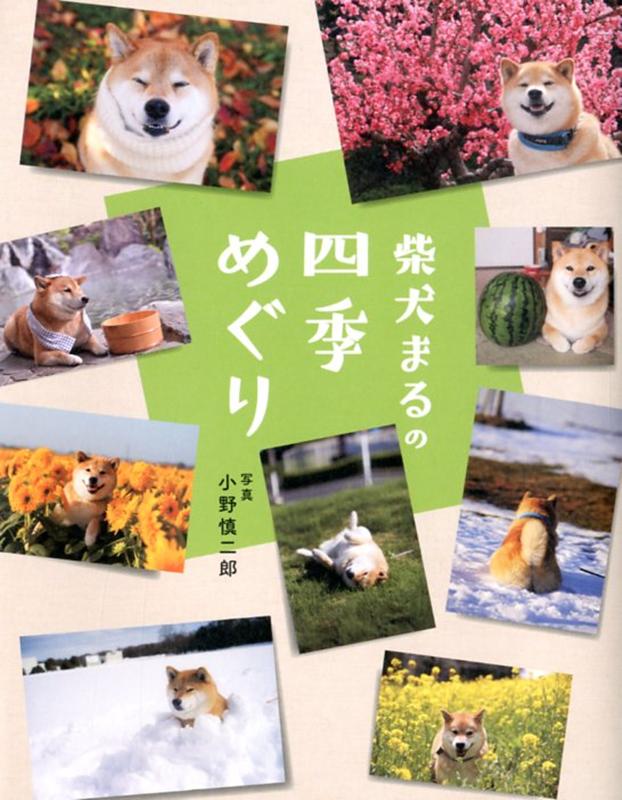 柴犬まるの四季めぐり 小野慎二郎