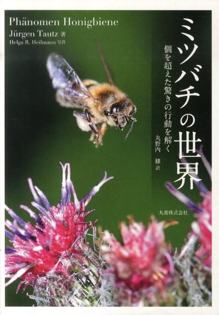 ミツバチの世界 個を超えた驚きの行動を解くの表紙