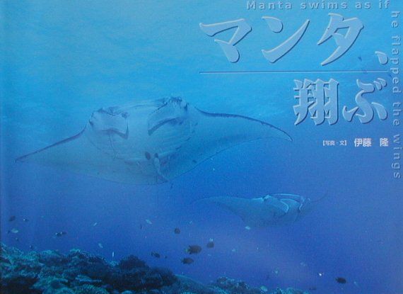 マンタ、翔ぶ