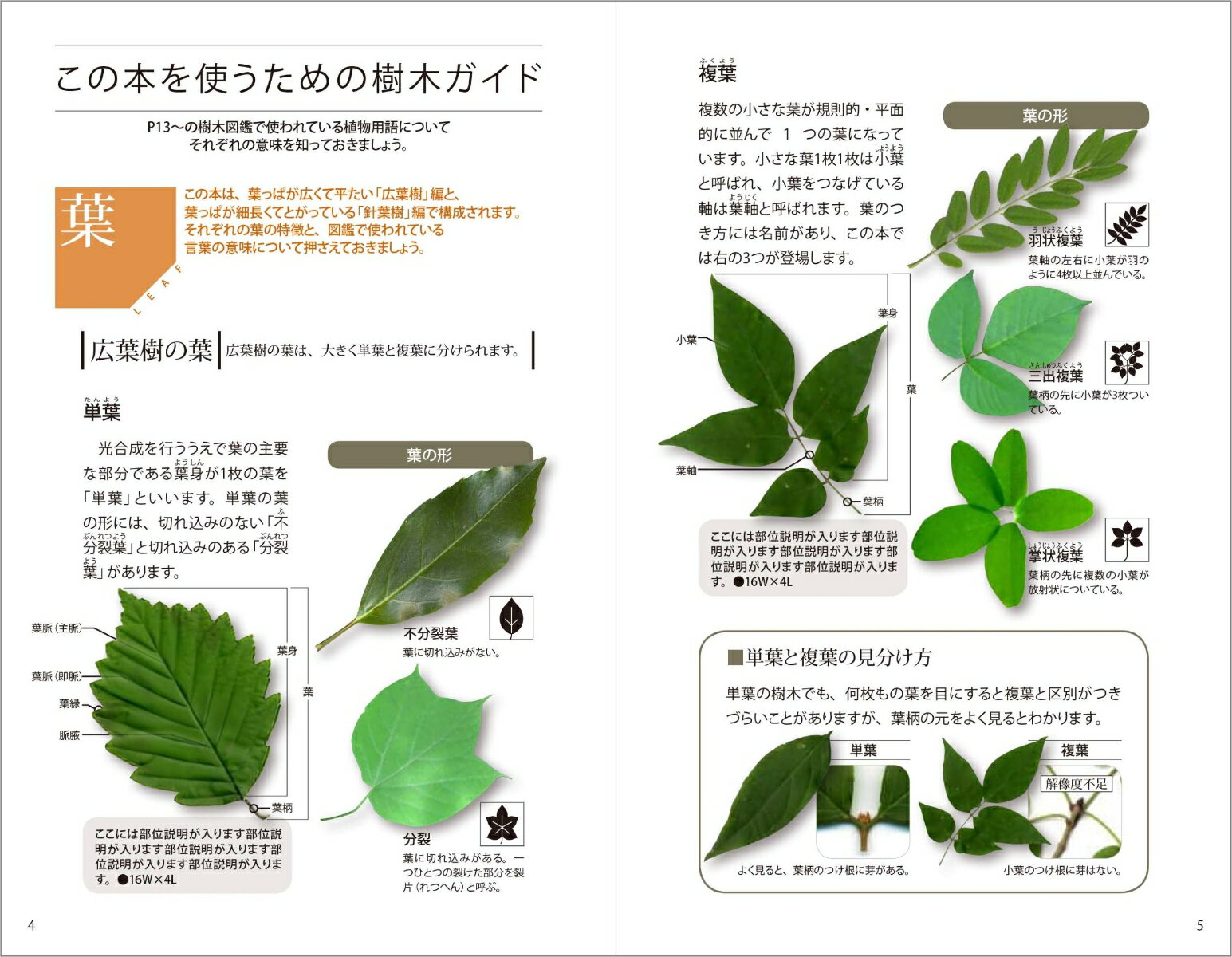 樹木図鑑 葉・幹・樹形・花・実・冬芽がわかるから判別しやすい [ 小池 安比古 ] 2