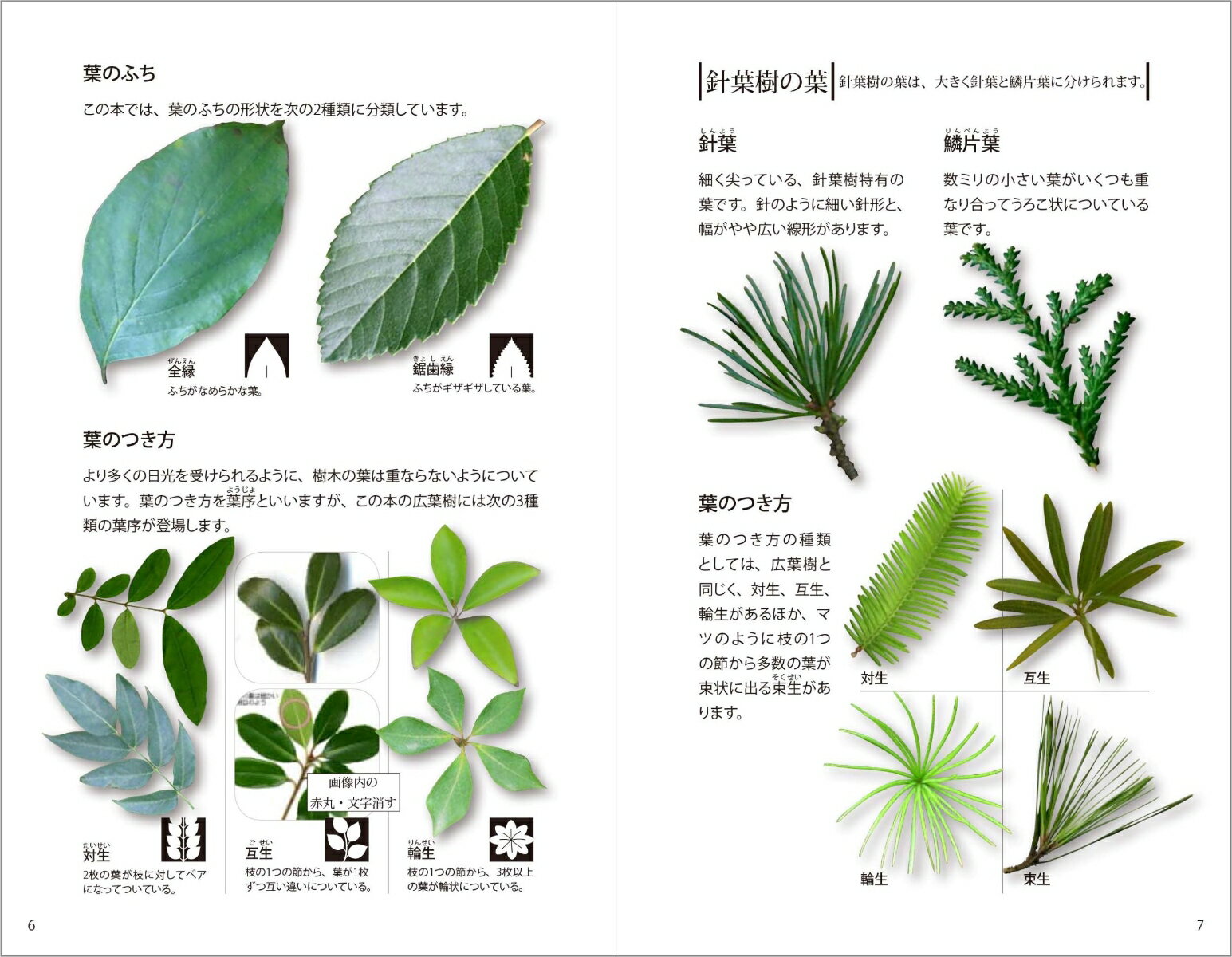 樹木図鑑 葉・幹・樹形・花・実・冬芽がわかるから判別しやすい [ 小池 安比古 ] 3