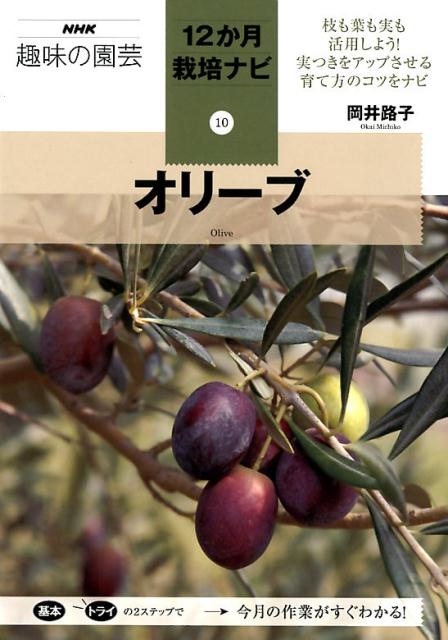 オリーブ （NHK趣味の園芸12か月栽培
