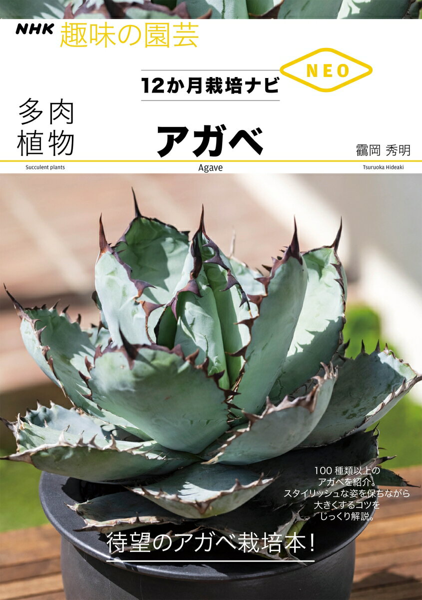 地植えにおすすめなアガベの品種9選 | ことぶろぐ 地植えにおすすめなアガベの品種9選 | ことぶろぐ