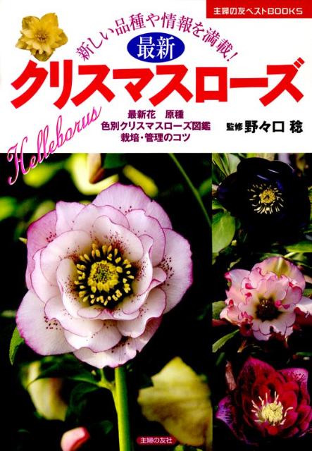 最新クリスマスローズ