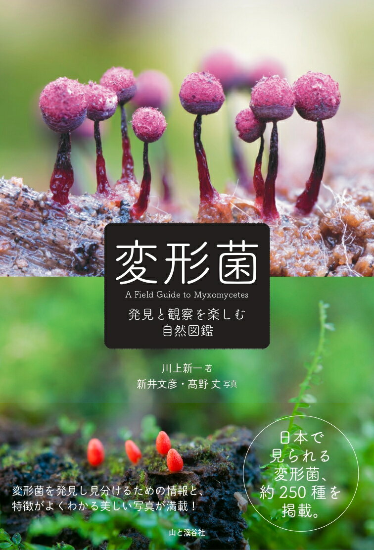 変形菌を発見し見分けるための情報と、特徴がよくわかる美しい写真が満載！日本で見られる変形菌、約２５０種を掲載。