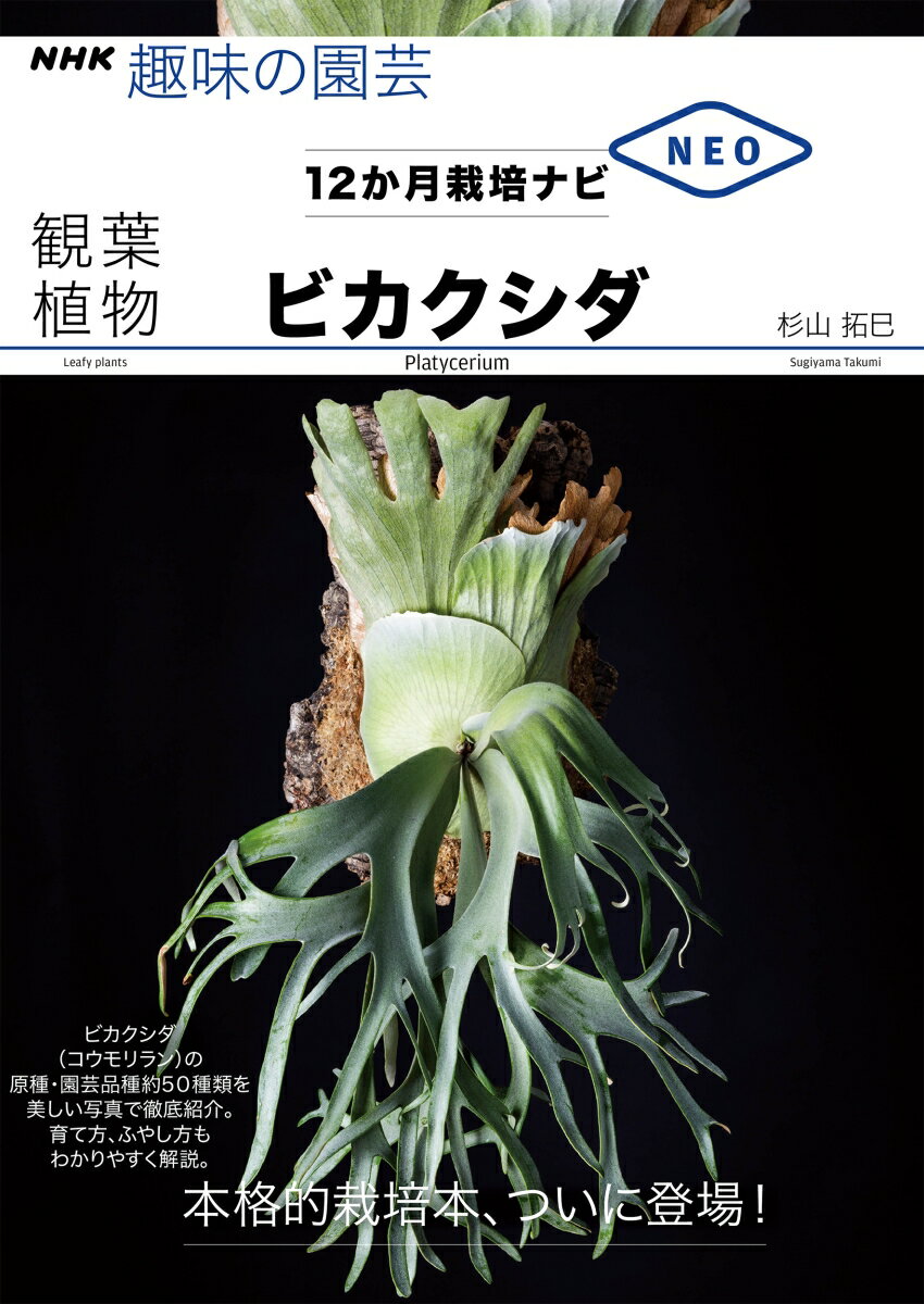 観葉植物　ビカクシダ （NHK趣味の