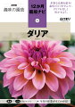 色、花径、花形、草丈、草姿のバリエーションが豊富なダリア。毎月の栽培ポイントを押さえて、夏から秋までダリアの魅力を楽しもう！